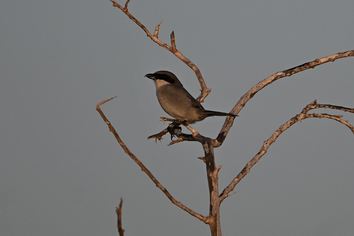 חנקן גדול - ML646924881