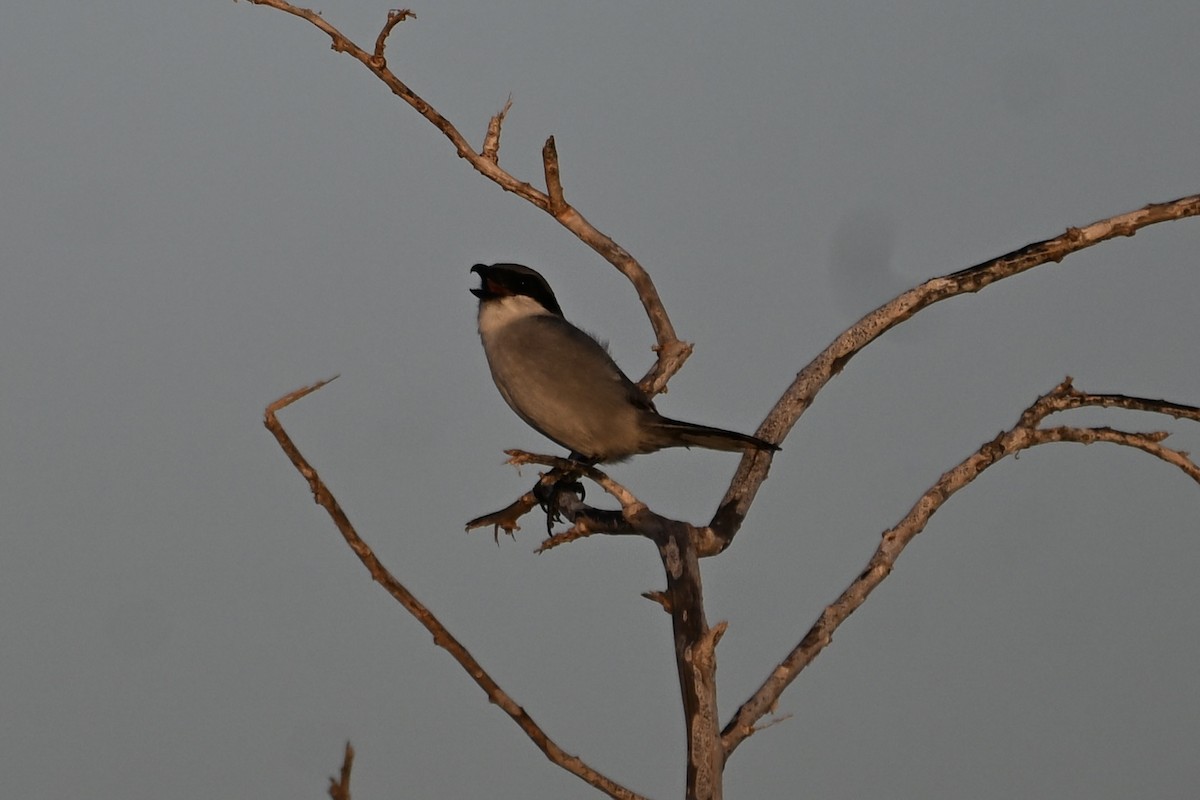 חנקן גדול - ML646924882