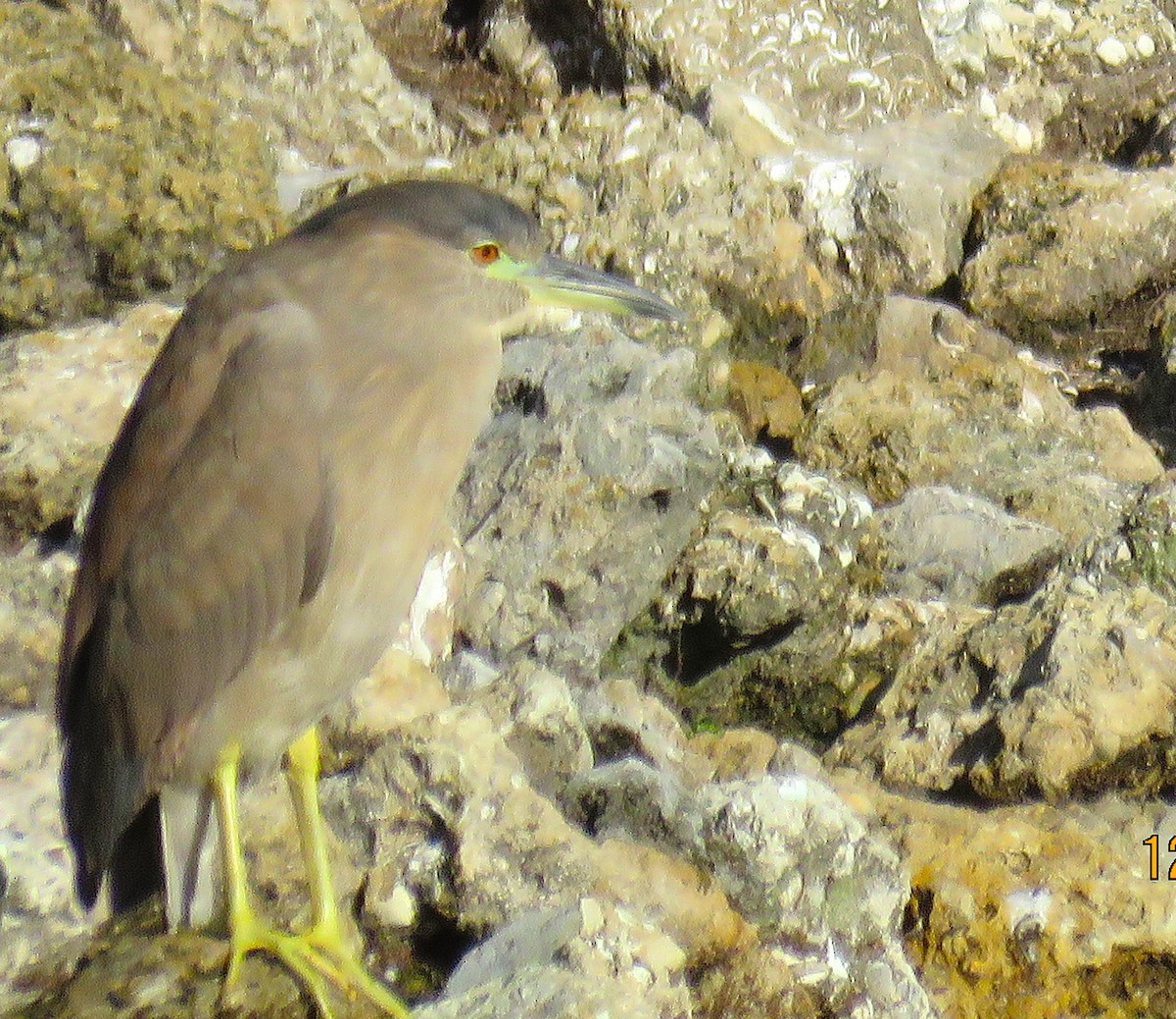 Amiltxori arrunta - ML646924885