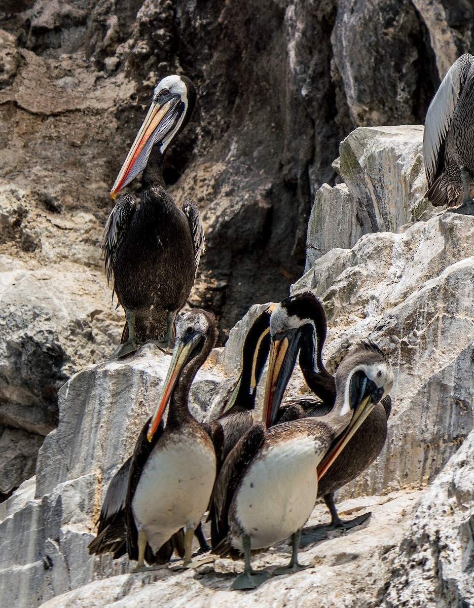 Peruvian Pelican - ML646924887