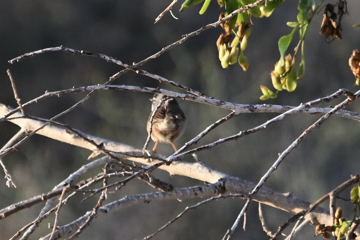 סבכי ערבות - ML646924888