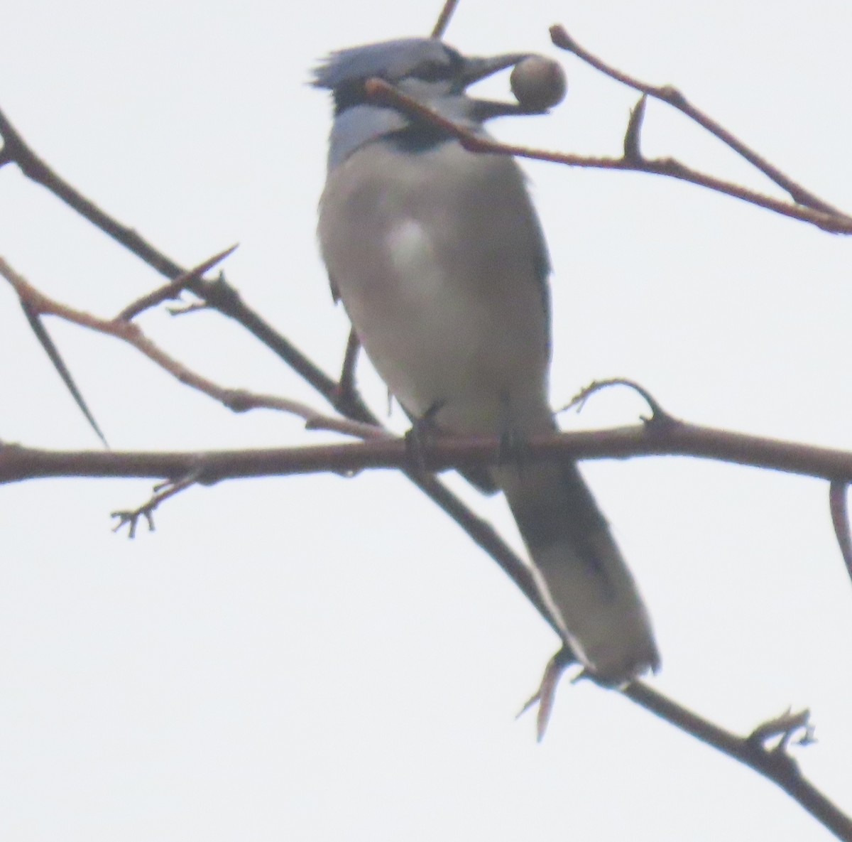 Blue Jay - ML646924889