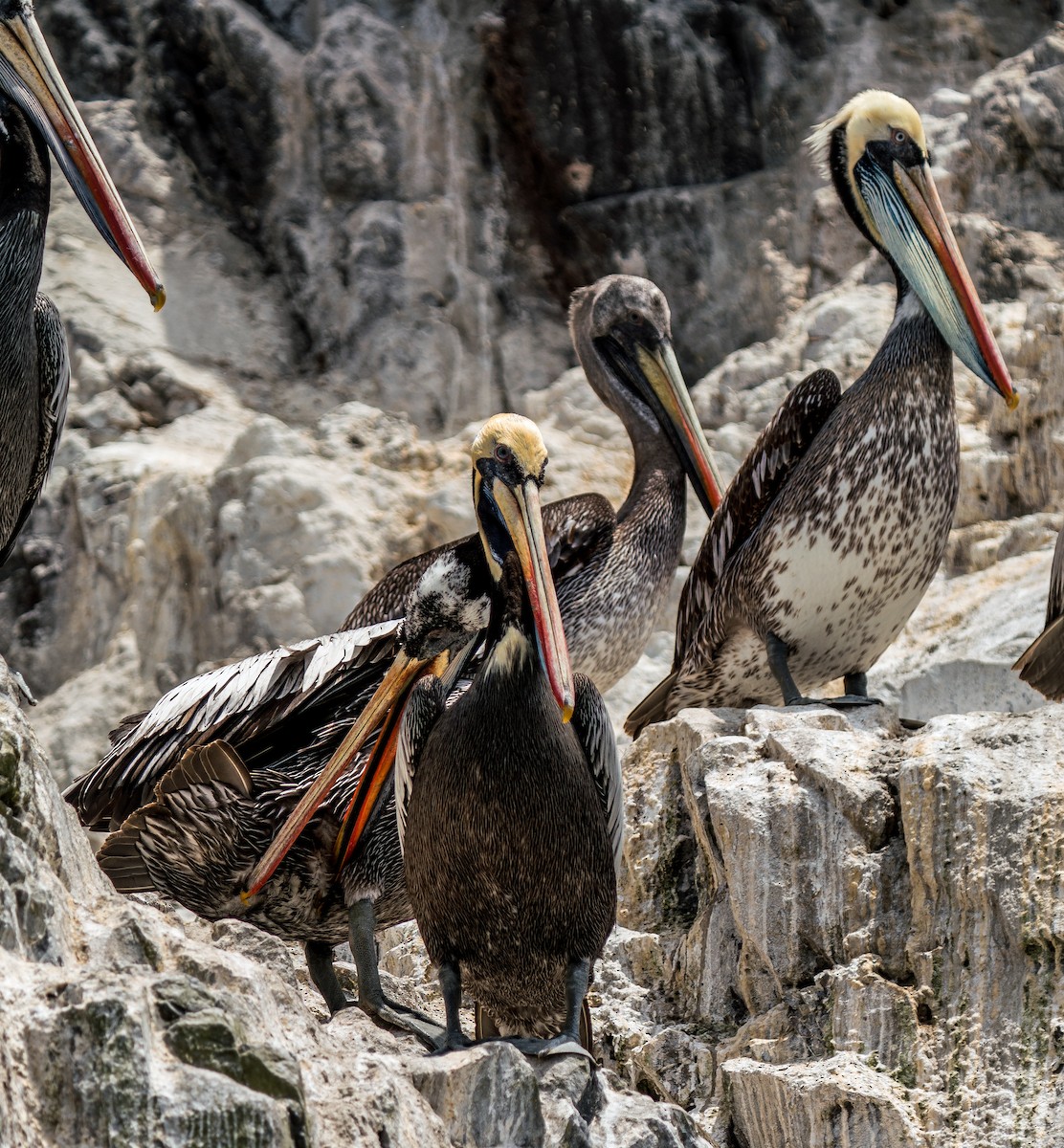 Peruvian Pelican - ML646924891