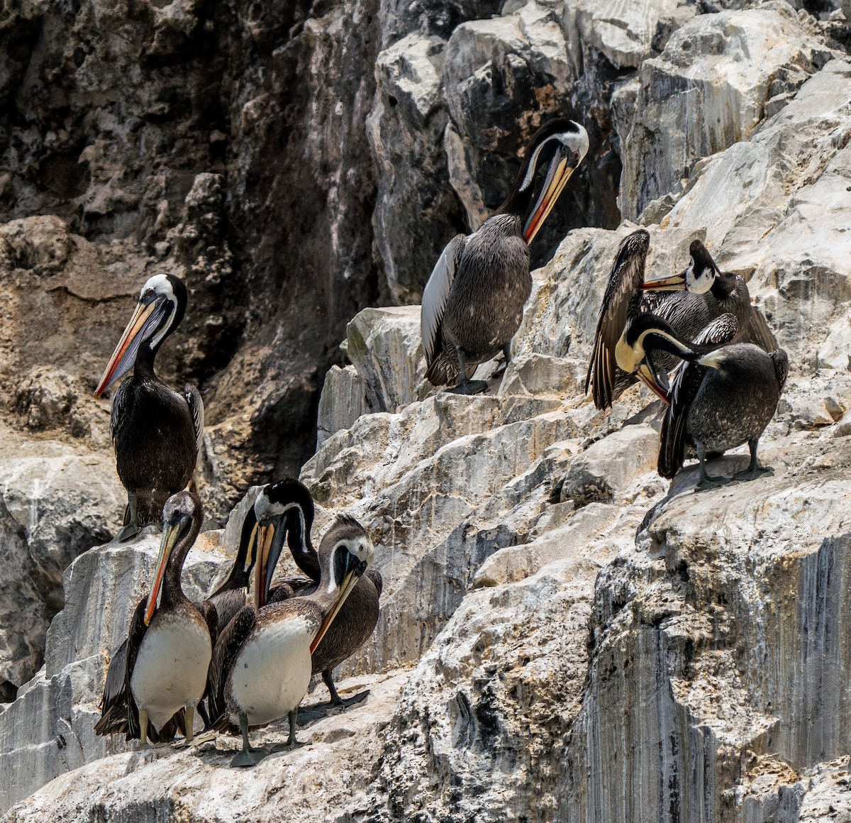 Peruvian Pelican - ML646924892