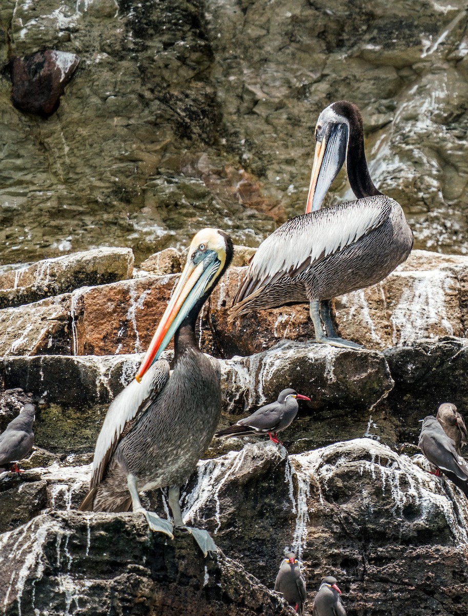 Peruvian Pelican - ML646924894
