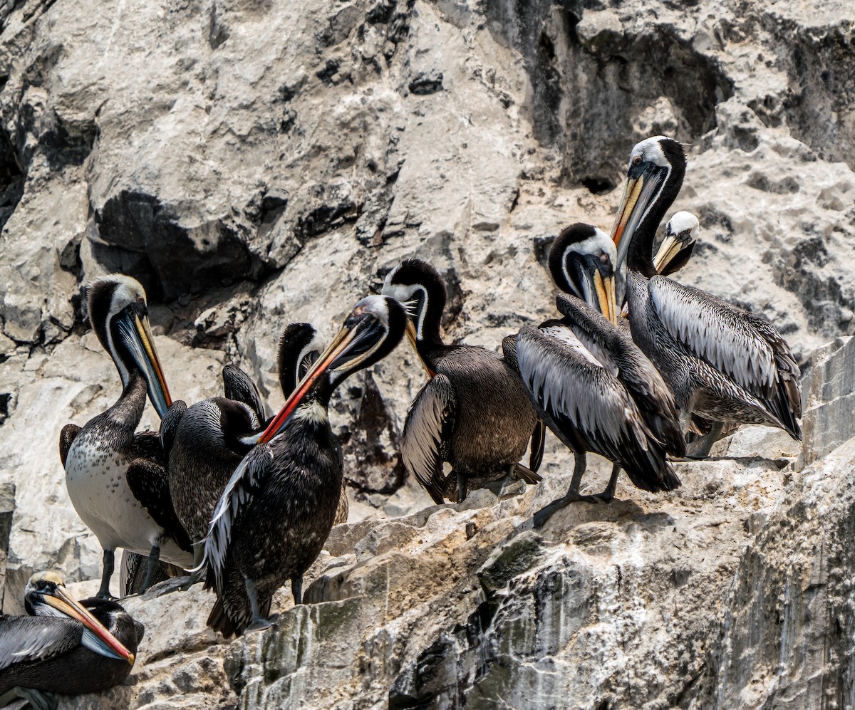 Peruvian Pelican - ML646924896