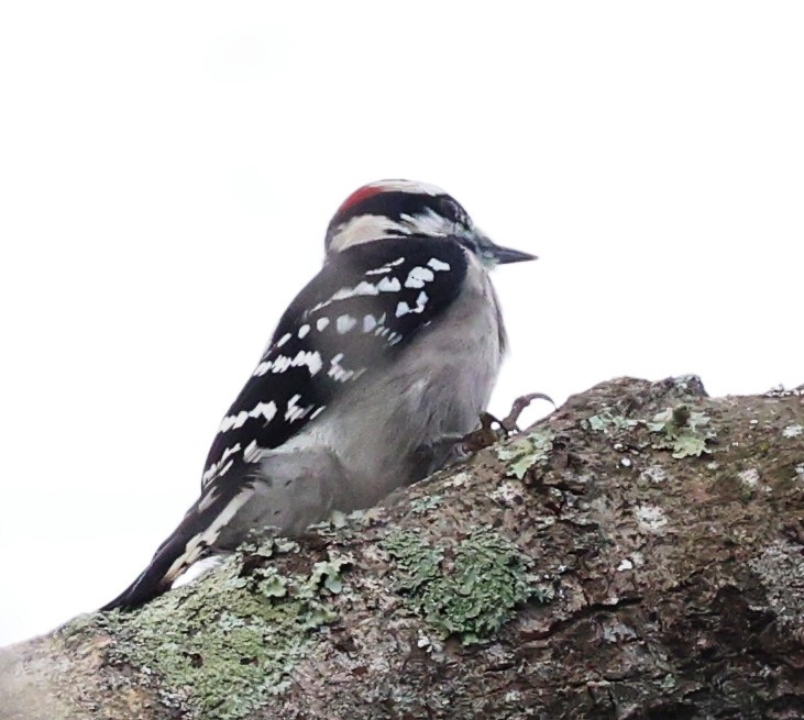 Downy Woodpecker - ML646924899