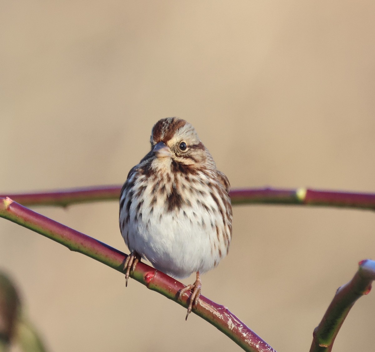 Song Sparrow - ML646924901