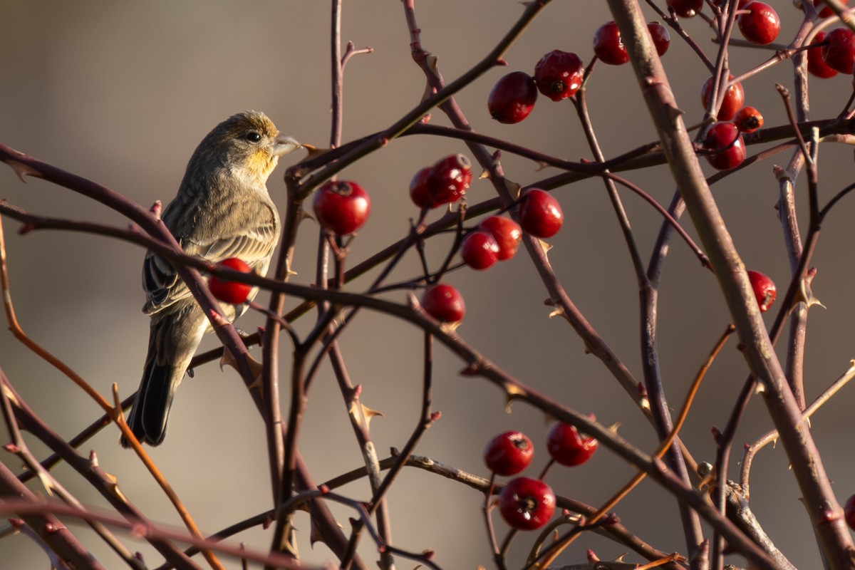 House Finch - ML646924907