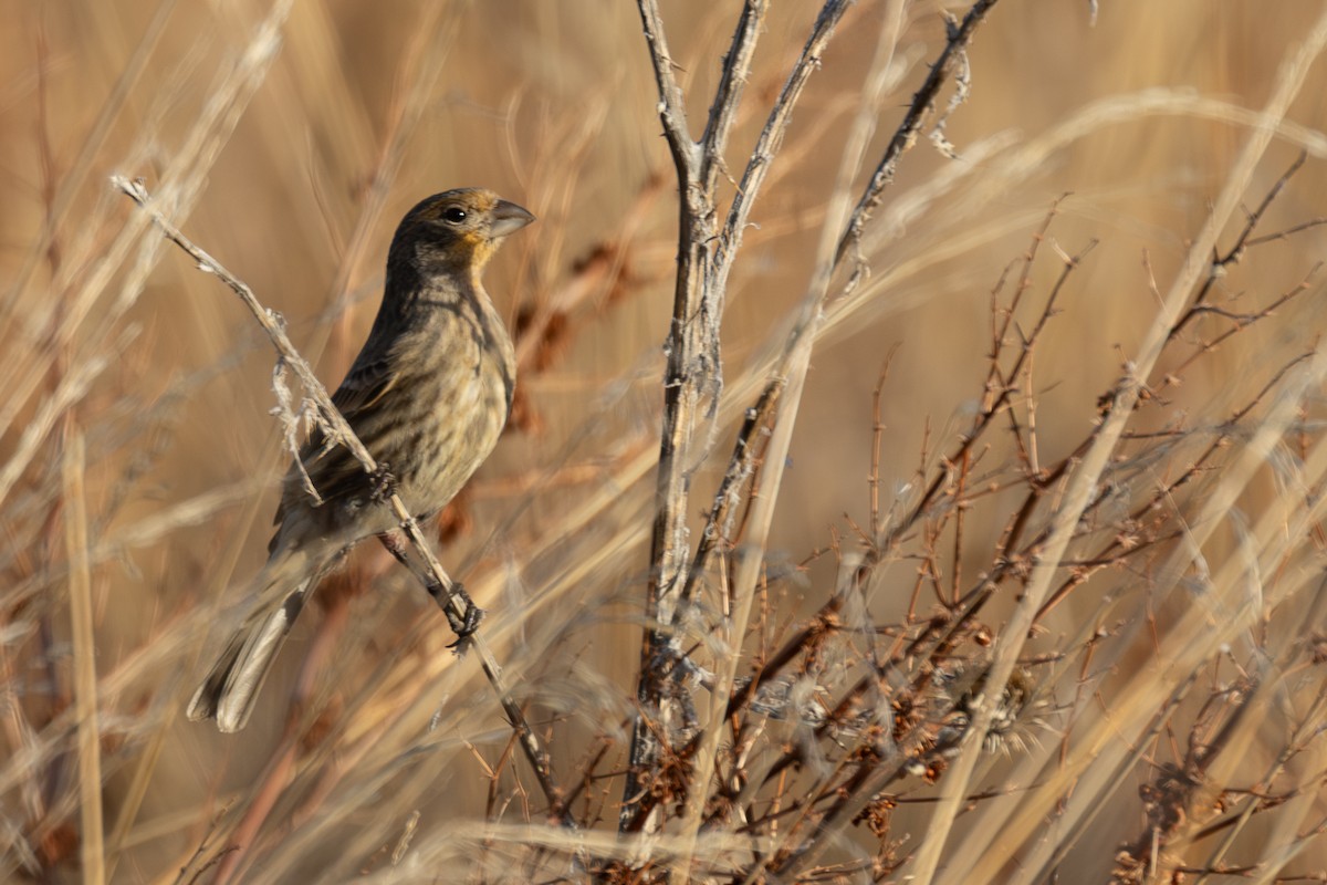 House Finch - ML646924908