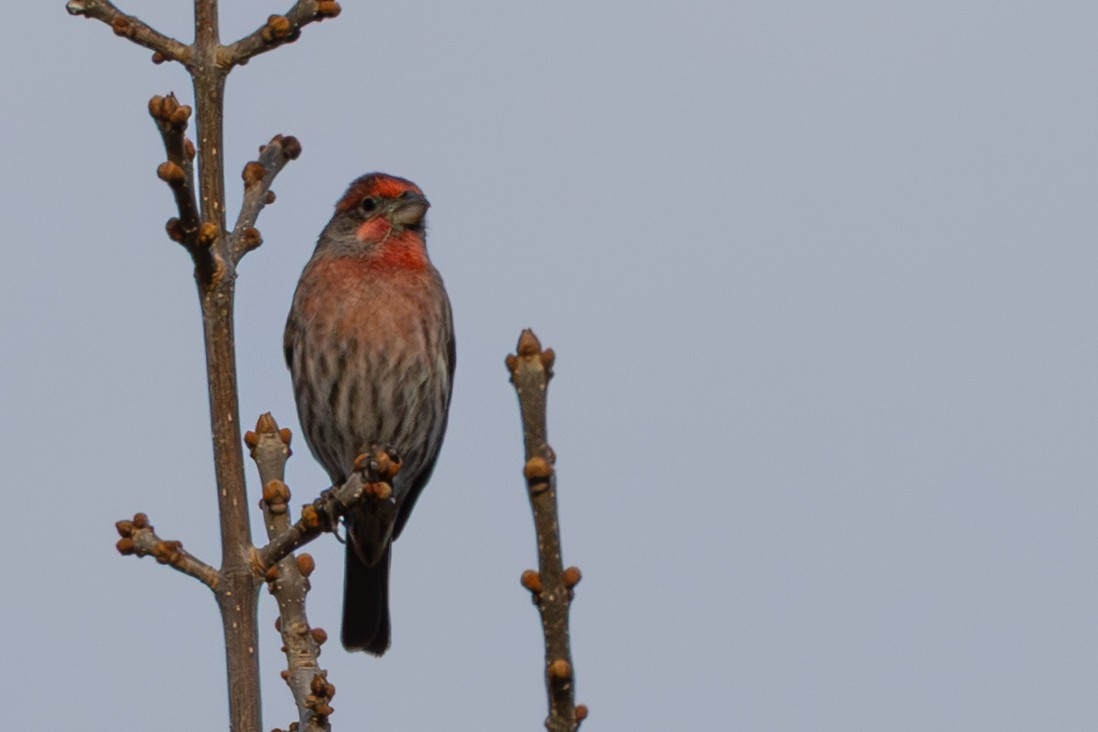 House Finch - ML646924909