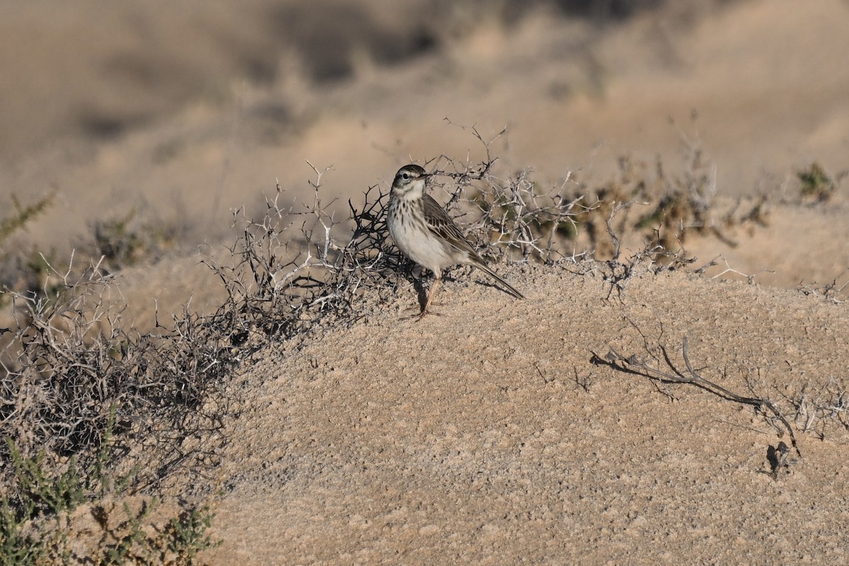 פפיון קנרי - ML646924910