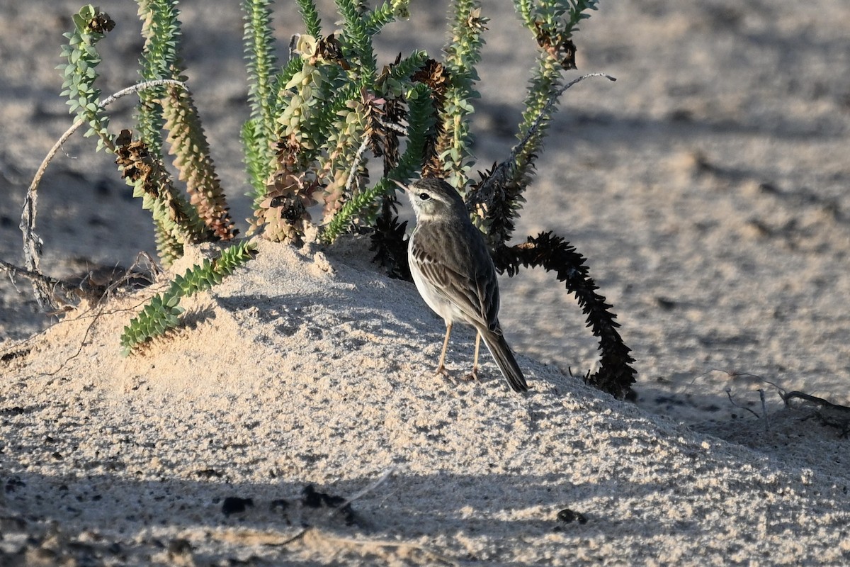פפיון קנרי - ML646924915