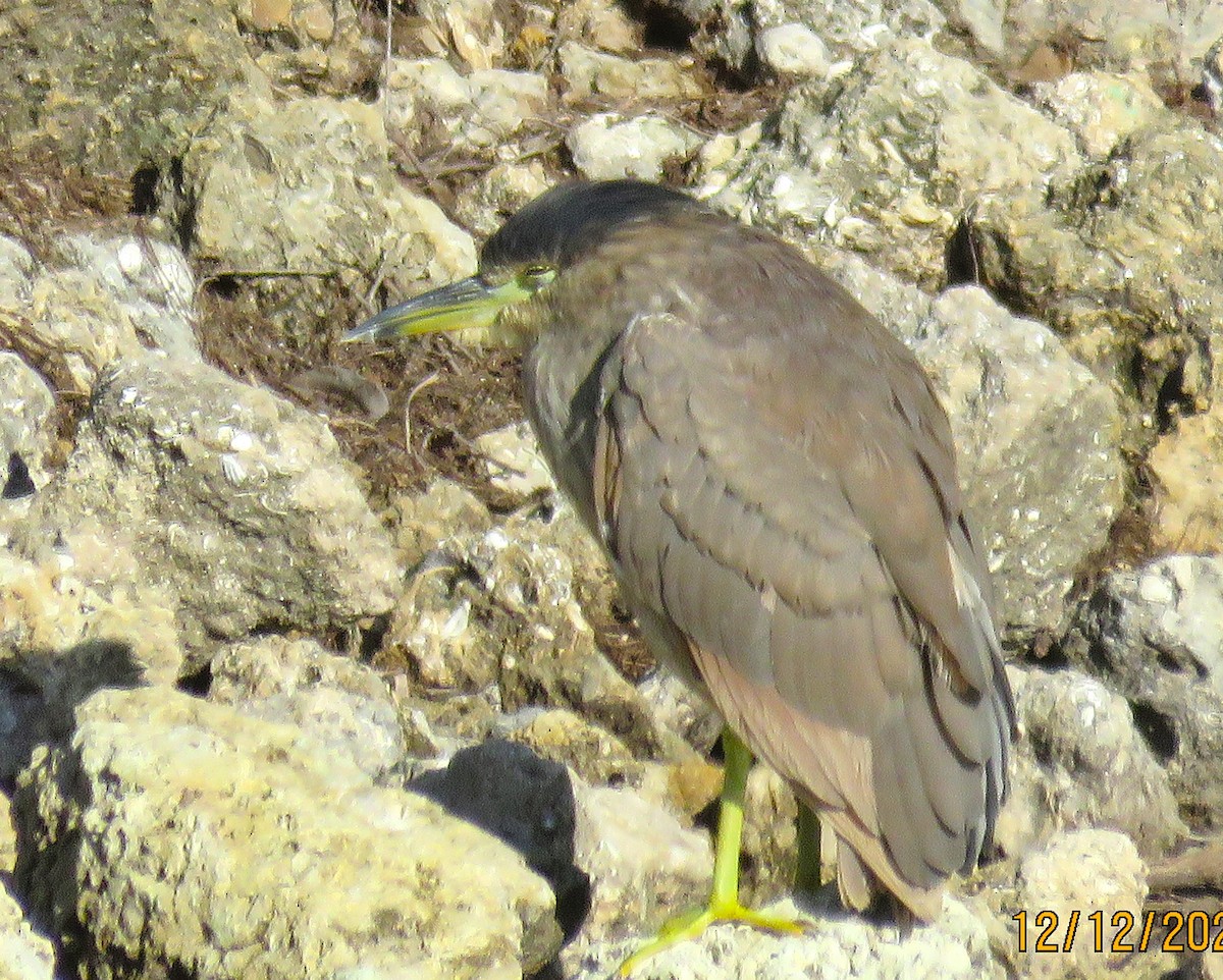 Amiltxori arrunta - ML646924920