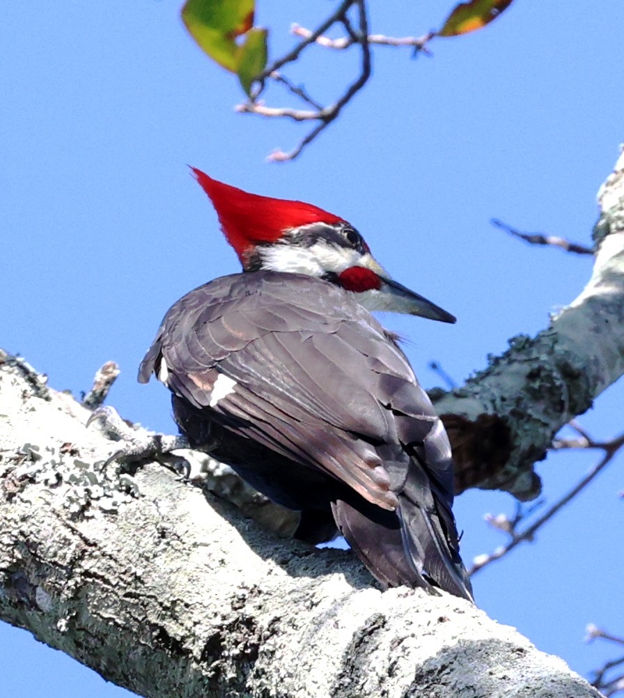 Pileated Woodpecker - ML646924925