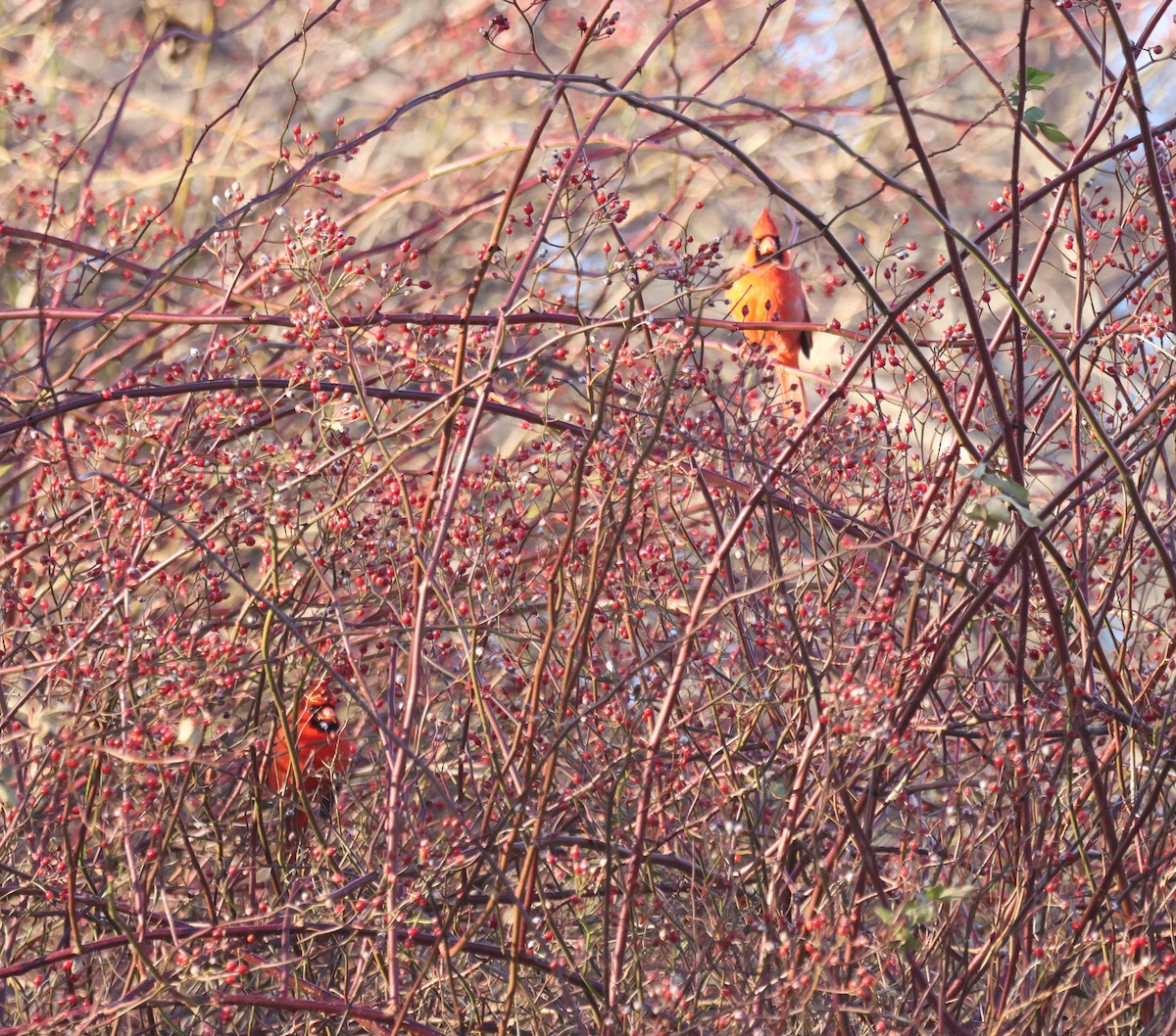 Northern Cardinal - ML646924926