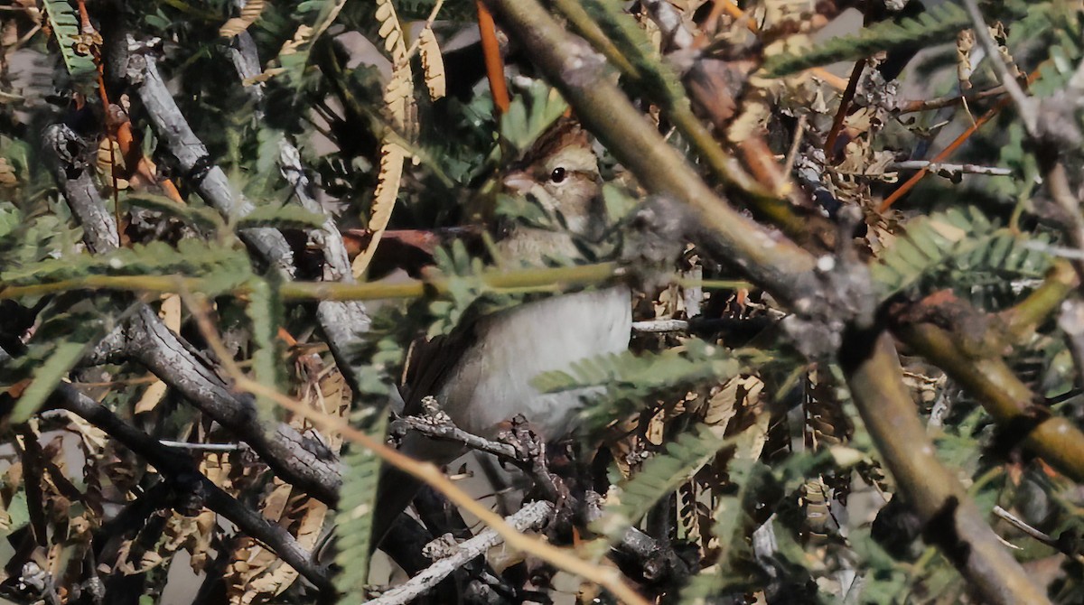 Chipping Sparrow - ML646924928