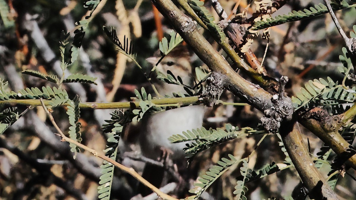 Chipping Sparrow - ML646924929