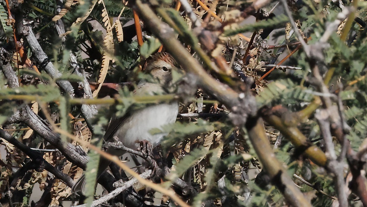 Chipping Sparrow - ML646924931