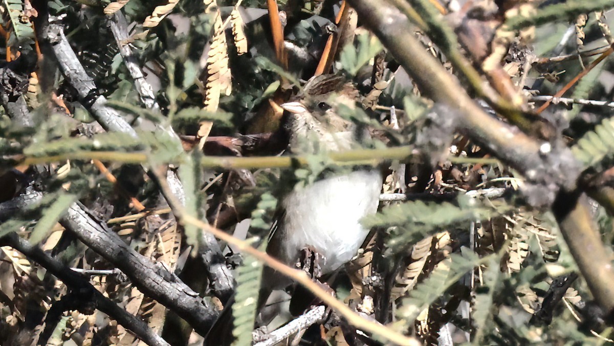 Chipping Sparrow - ML646924932