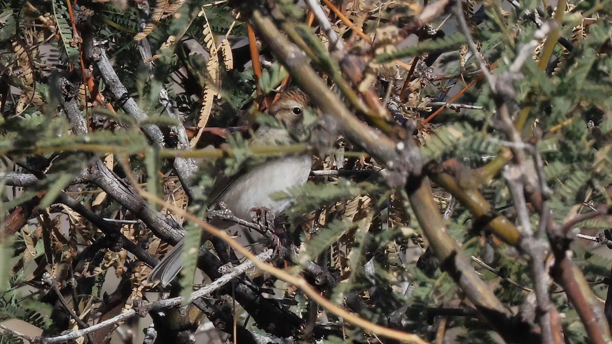 Chipping Sparrow - ML646924933