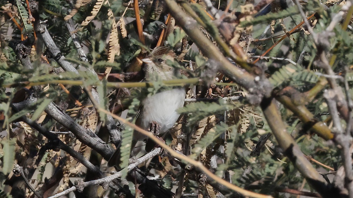 Chipping Sparrow - ML646924934