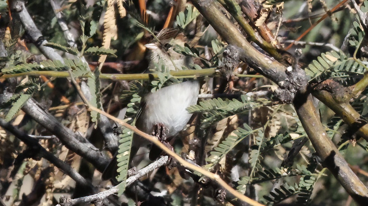 Chipping Sparrow - ML646924935