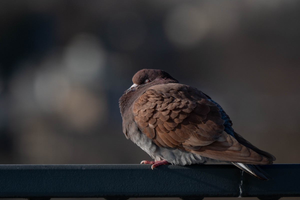 Paloma Bravía (variedad doméstica) - ML646924939
