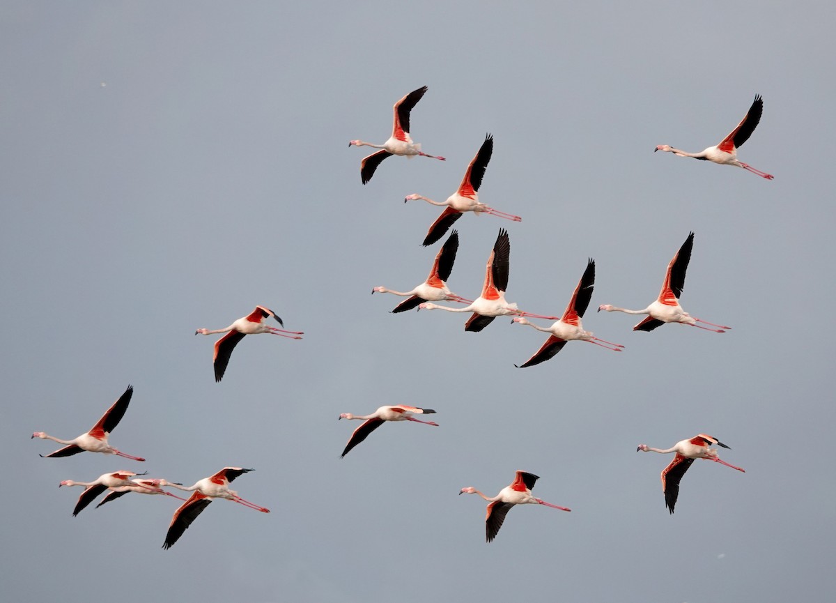 Greater Flamingo - ML646924940