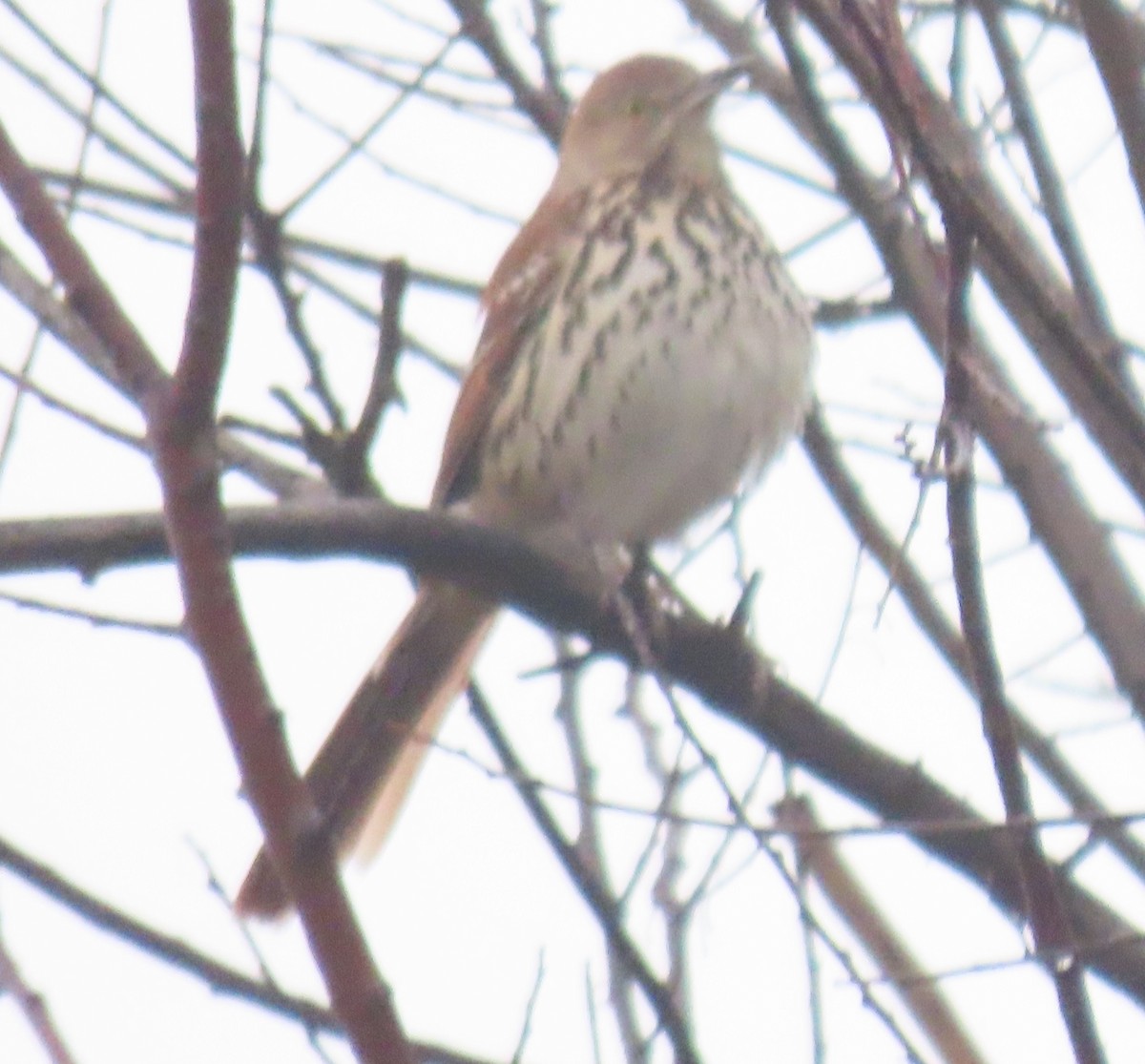 Brown Thrasher - ML646924943