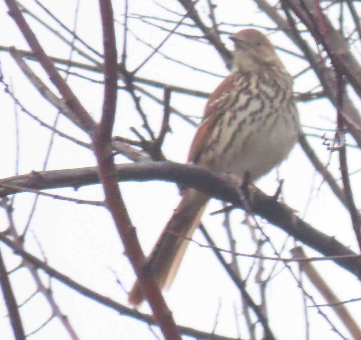 Brown Thrasher - ML646924944