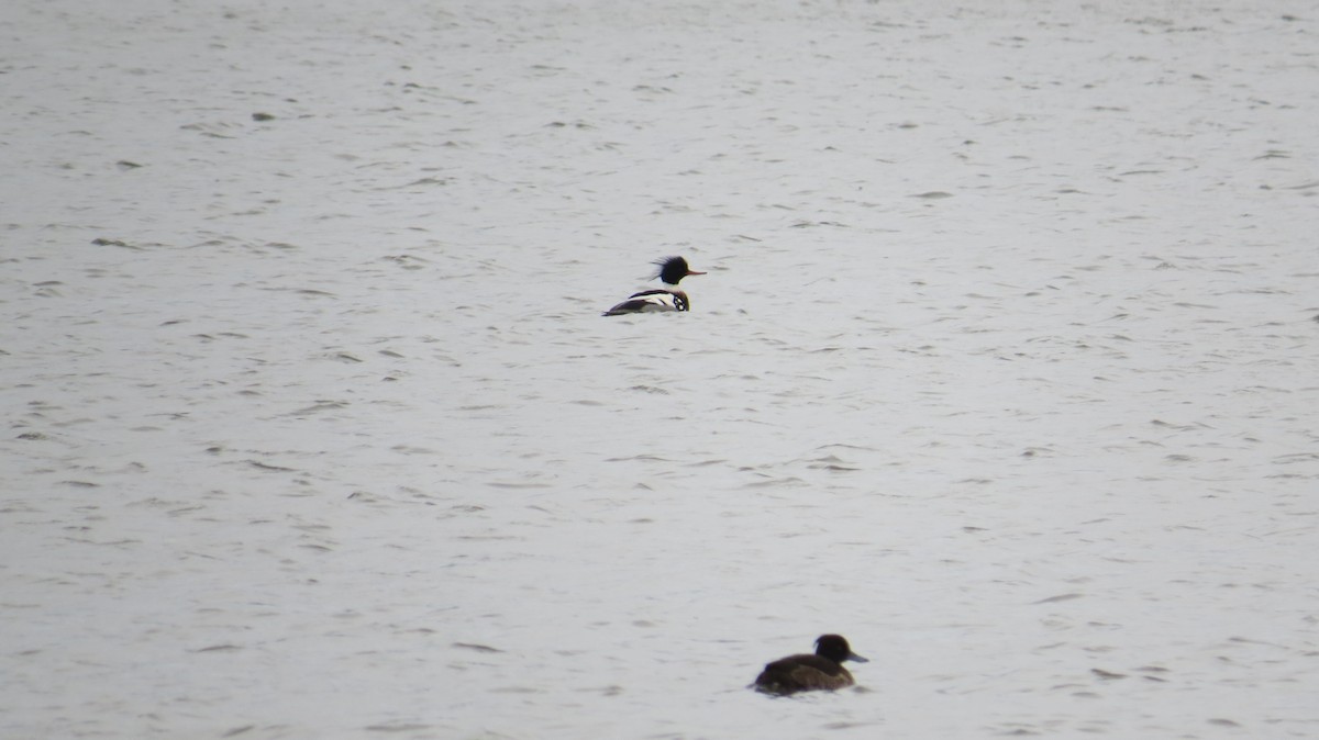 Serreta Mediana - ML646924946