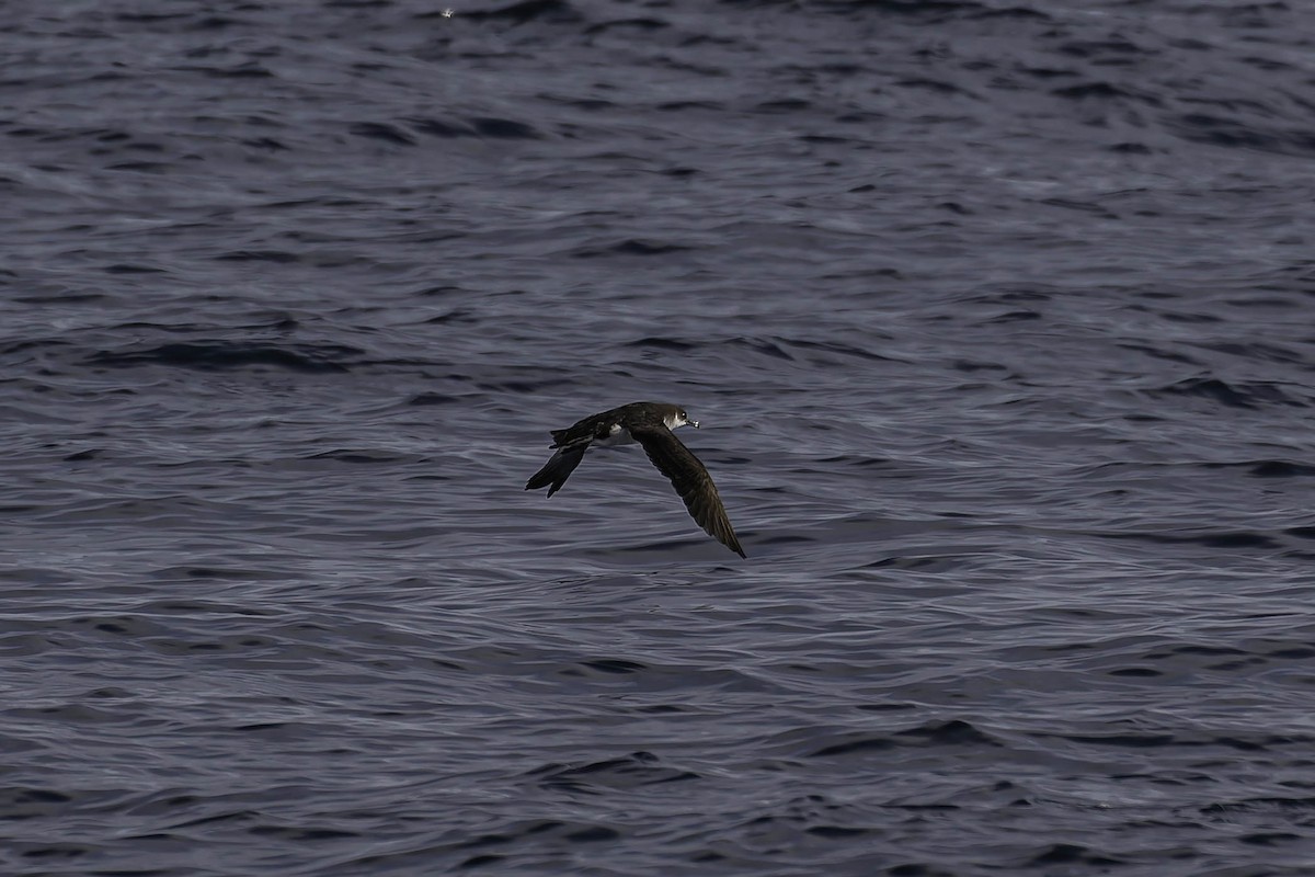 Manx Shearwater - ML646924947