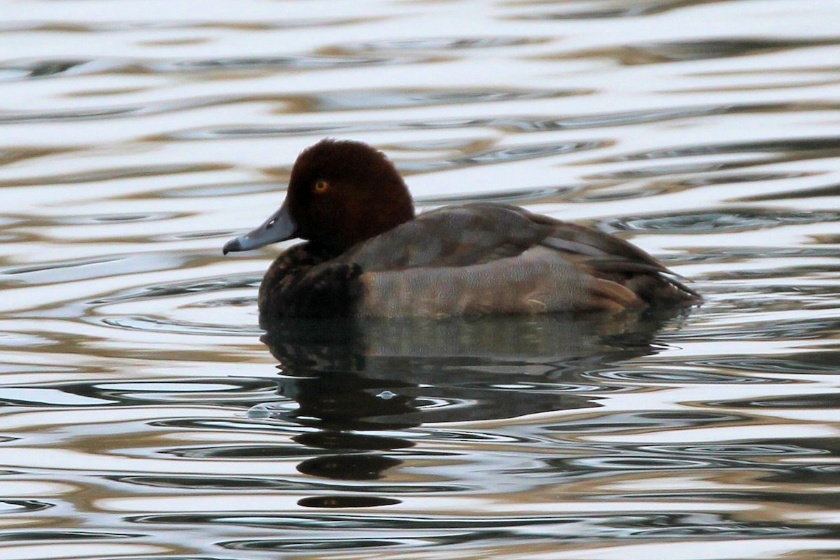 Redhead - ML646924948