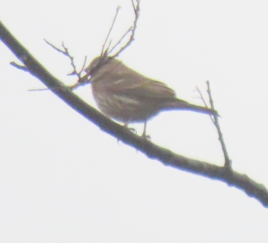 House Finch - ML646924962