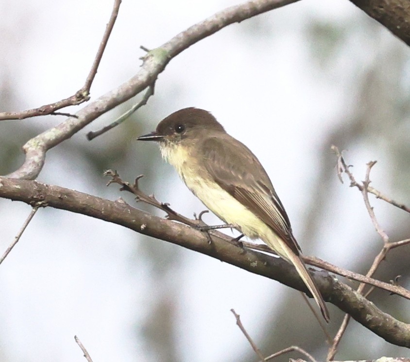 Eastern Phoebe - ML646924964