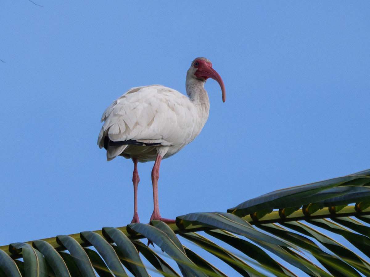 hvitibis - ML646924965