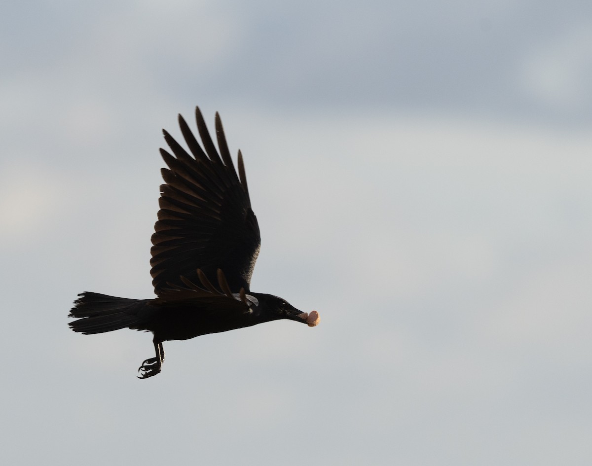 ウオガラス - ML646924972