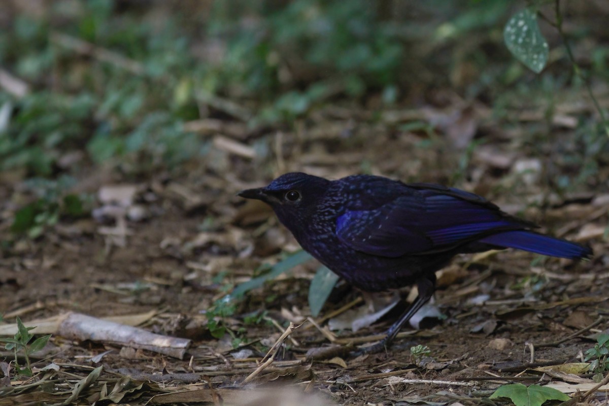 Blue Whistling-Thrush - ML646924976