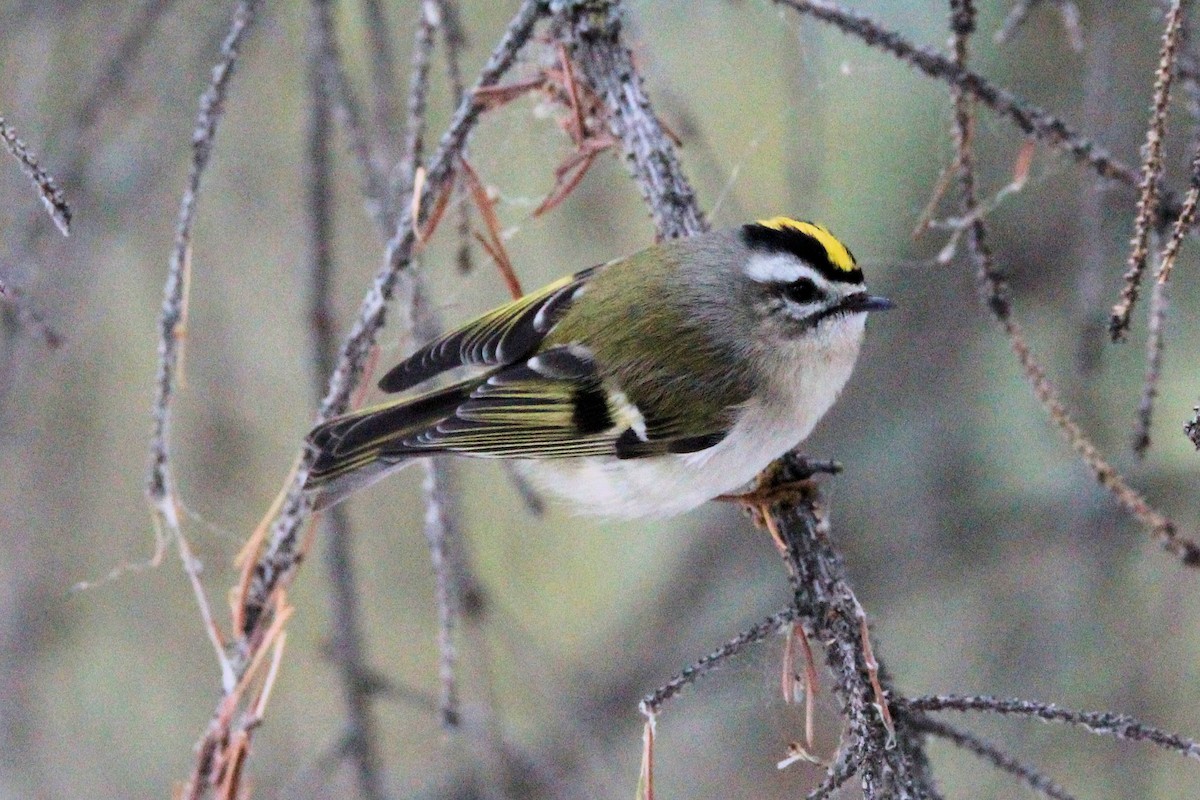 Golden-crowned Kinglet - ML646924977