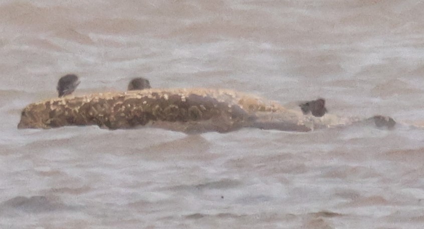 Purple Sandpiper - ML646924978