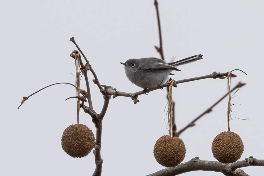 Blue-gray Gnatcatcher - ML646924980
