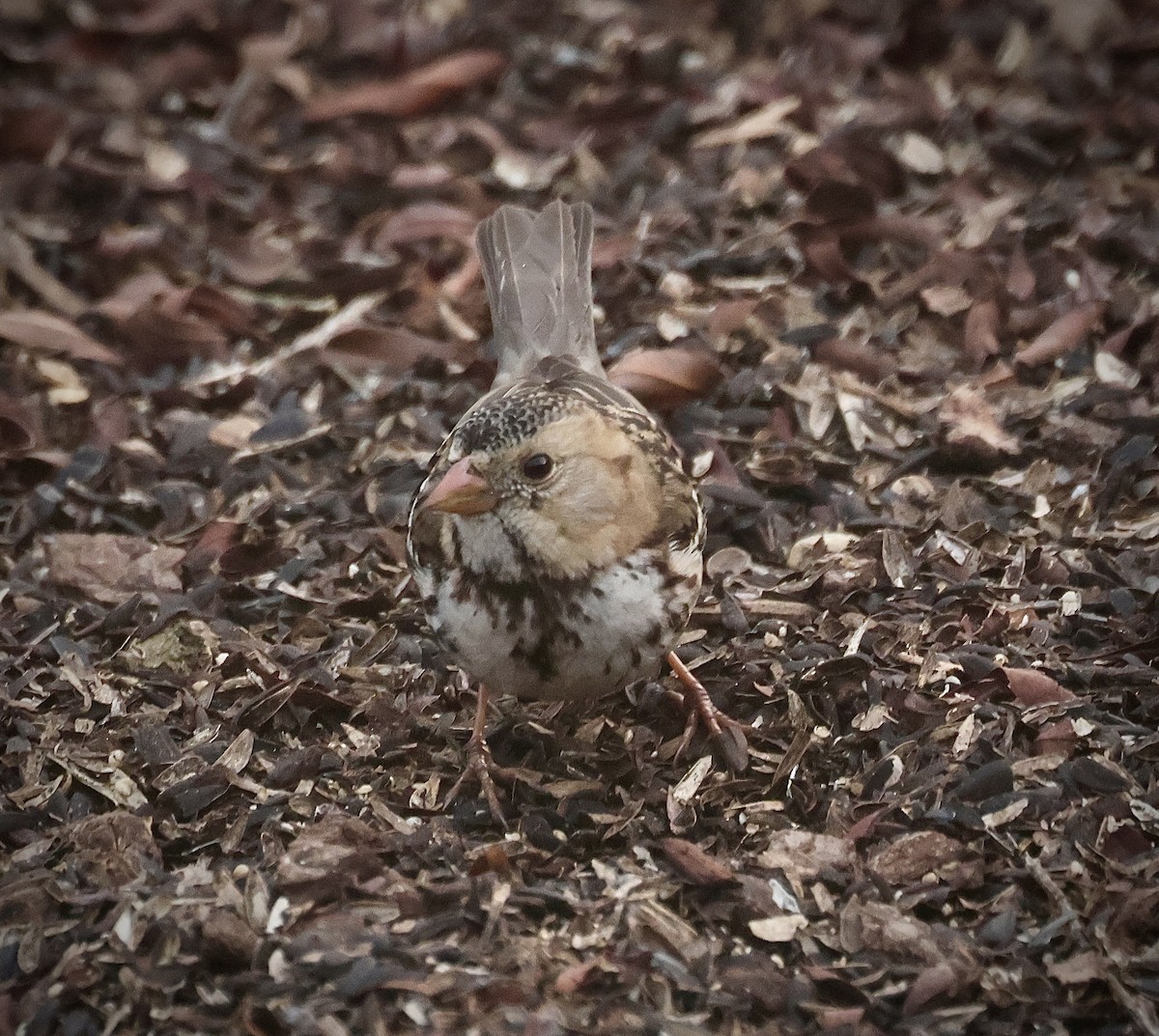 Harris's Sparrow - ML646924987