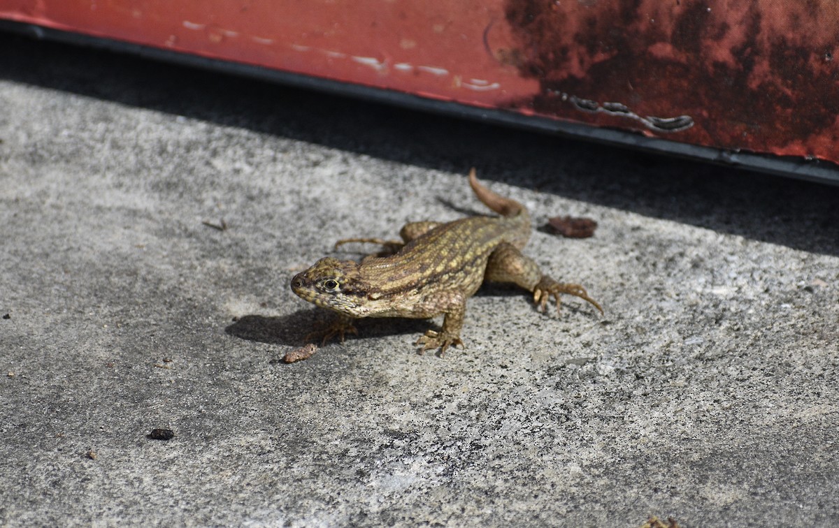 Northern Curly-tailed Lizard - ML646924988