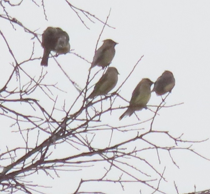 Cedar Waxwing - ML646924989