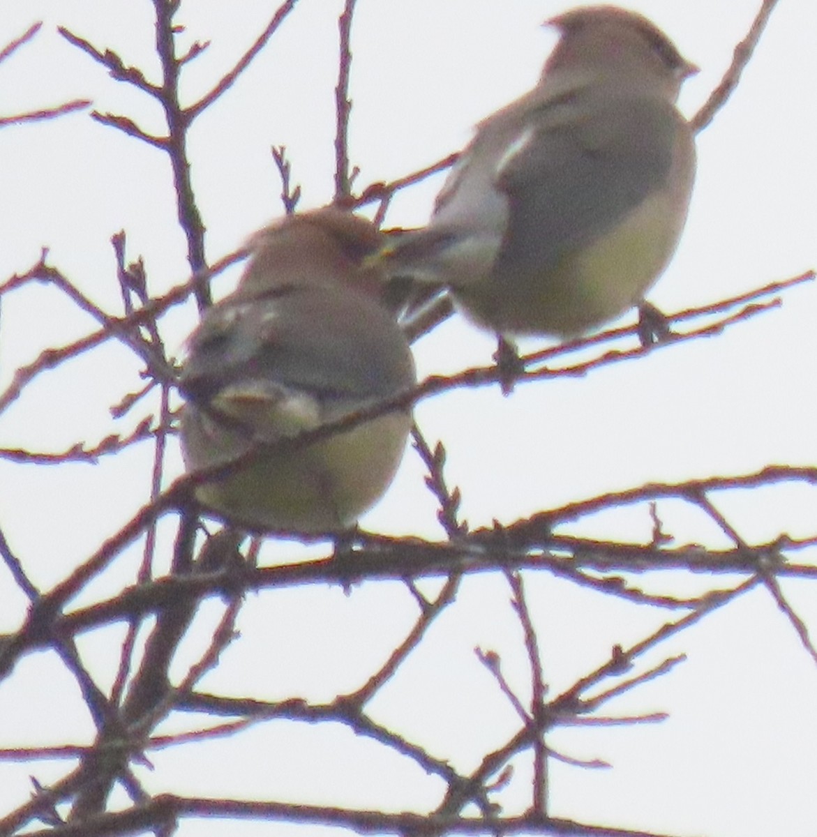 Cedar Waxwing - ML646924990