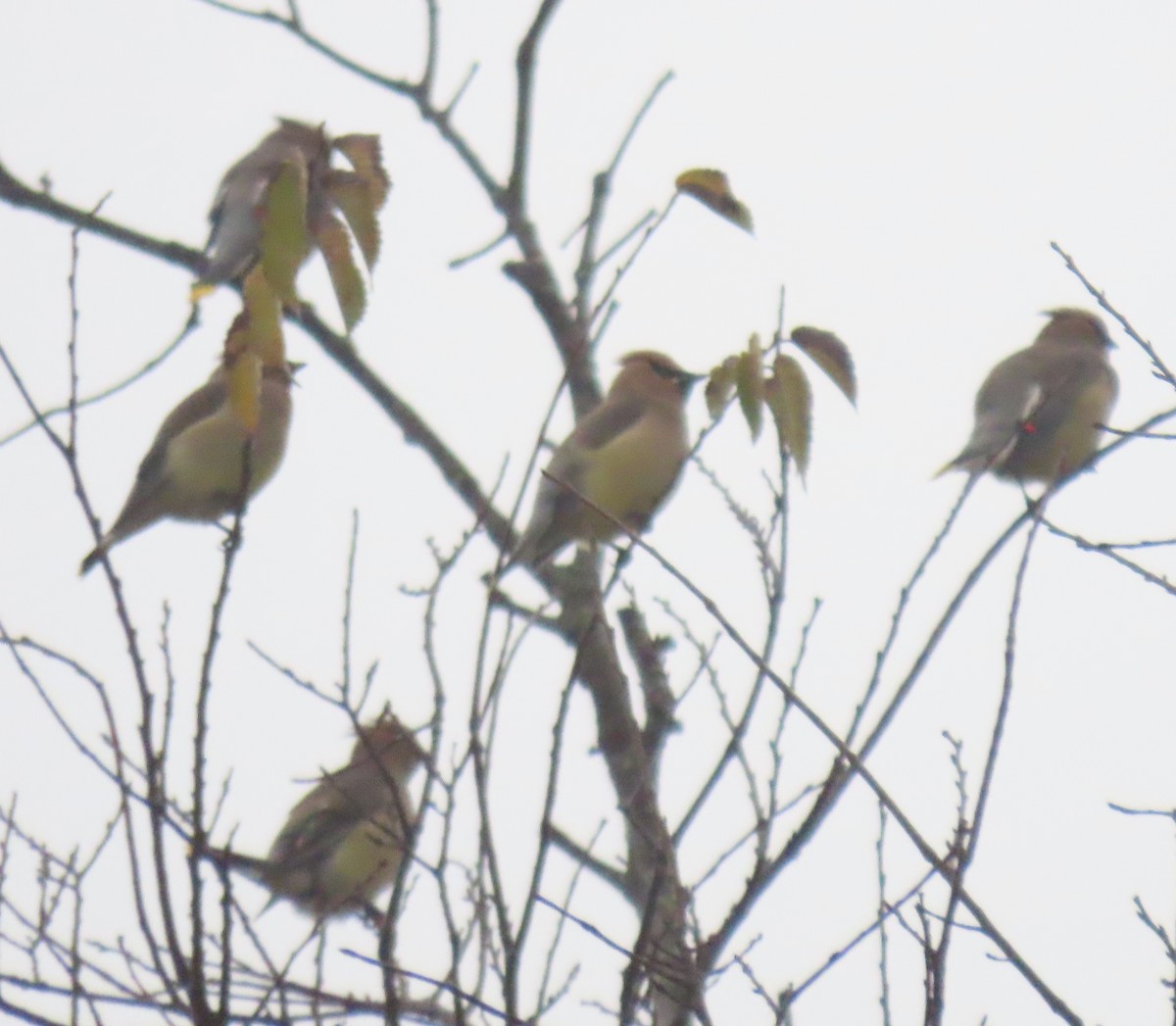 Cedar Waxwing - ML646924991