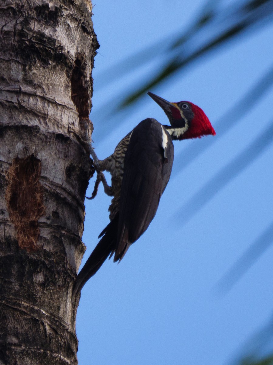 stripesvartspett - ML646924992