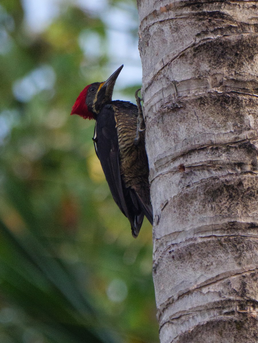 stripesvartspett - ML646924993