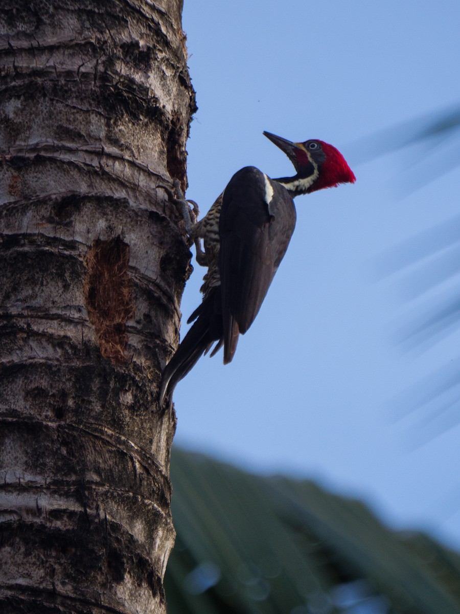 stripesvartspett - ML646924994